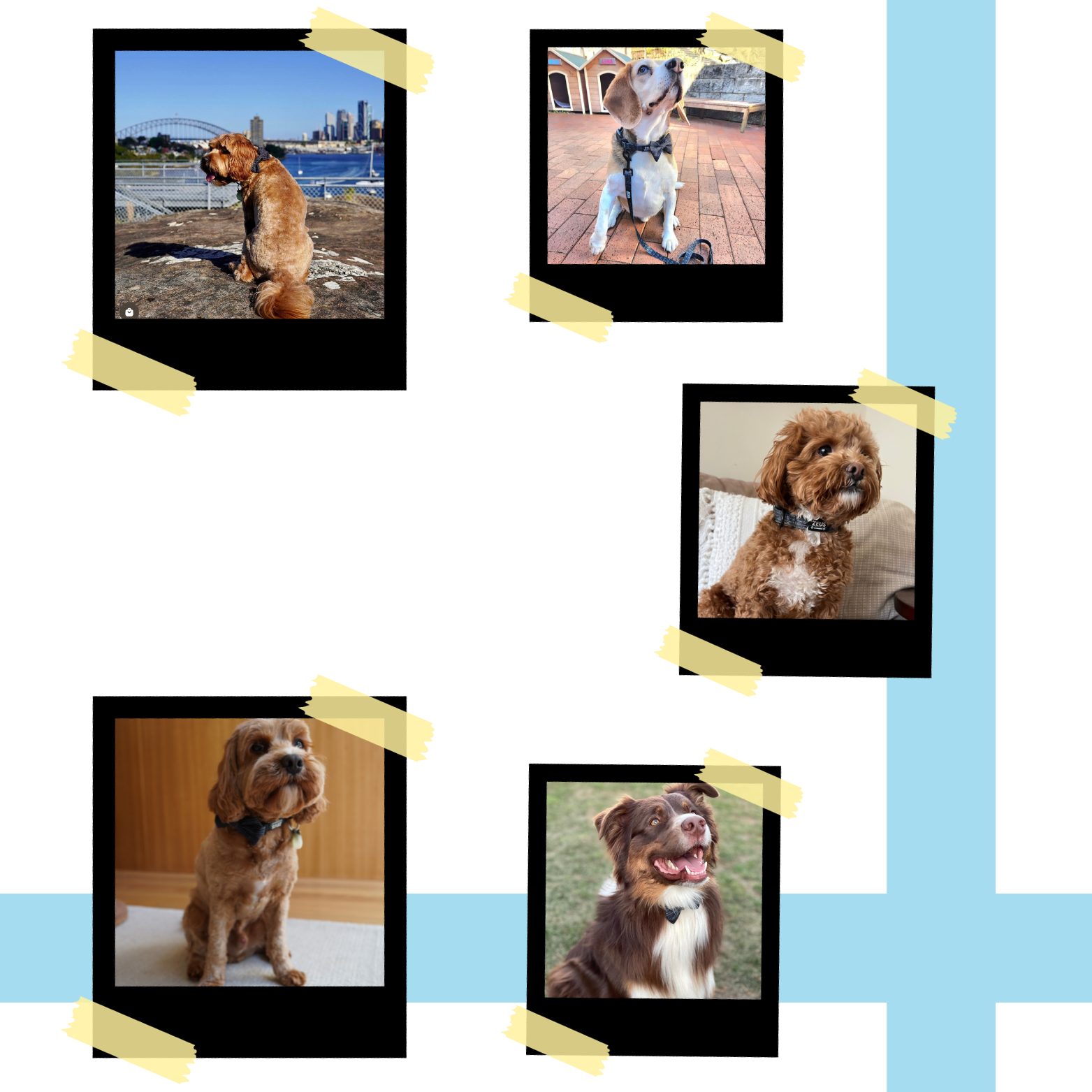 Zeus and Furiends pet accessories pet shop in Sydney Dog collars