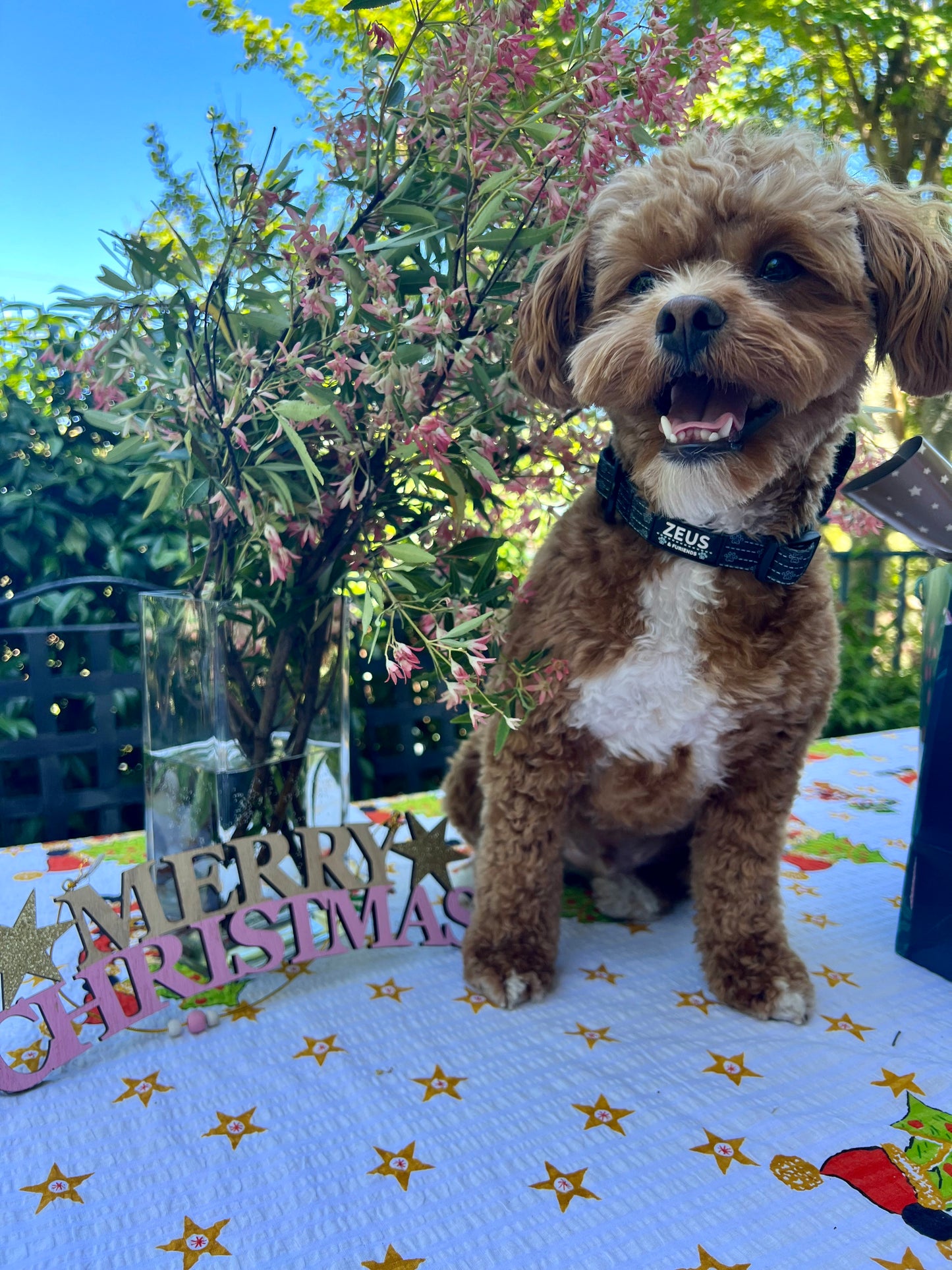 Merry Christmas set! Dog collars, dog treats & dog poo bags